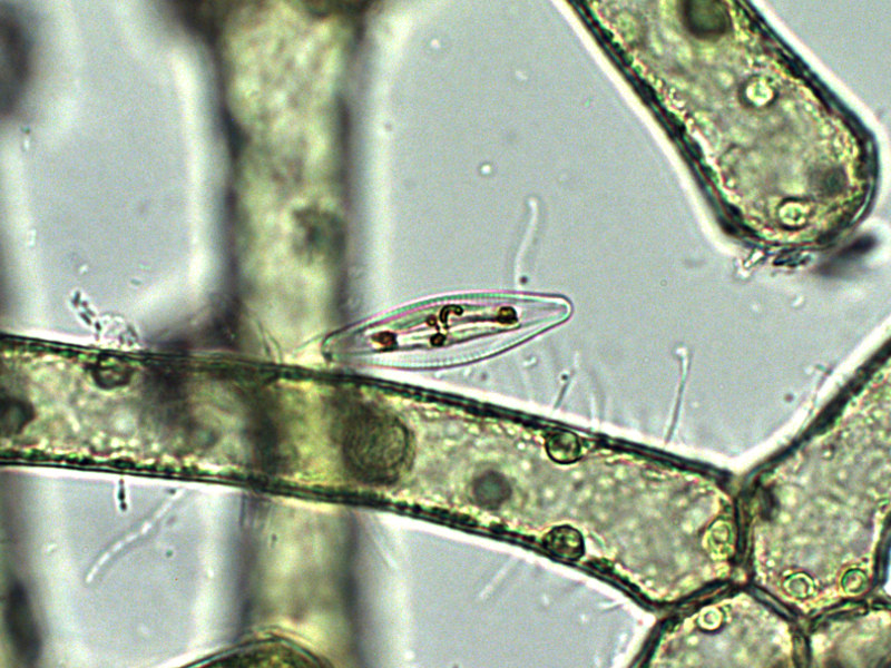 Prima alga osservata